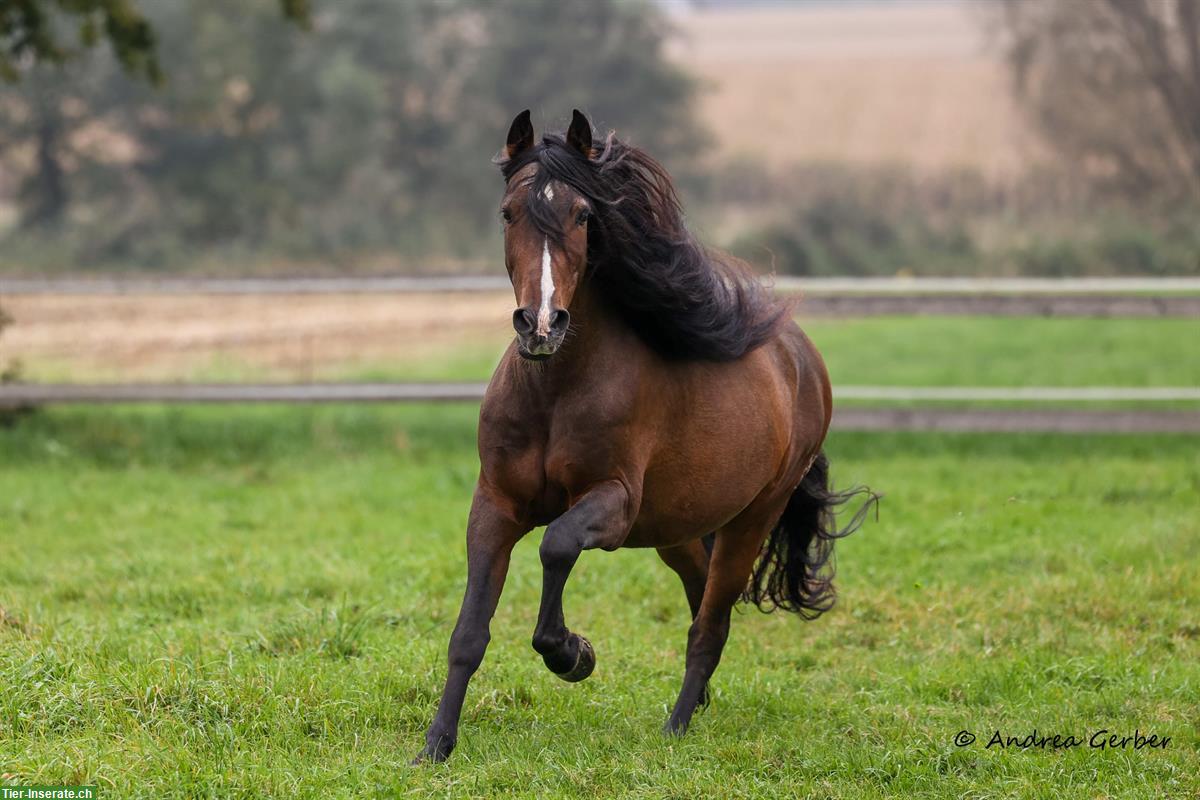 Bild 4: Lieber PRE Wallach sucht Endplatz!