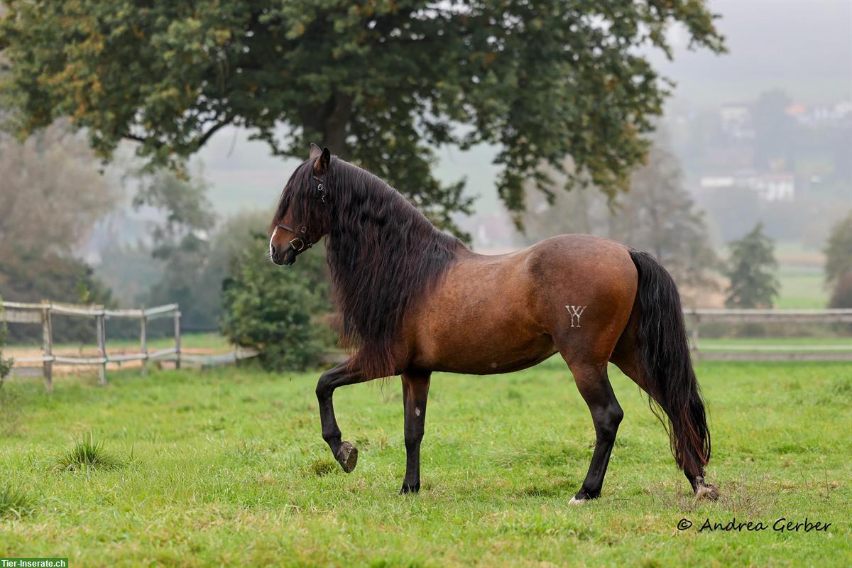 Bild 5: Lieber PRE Wallach sucht Endplatz!