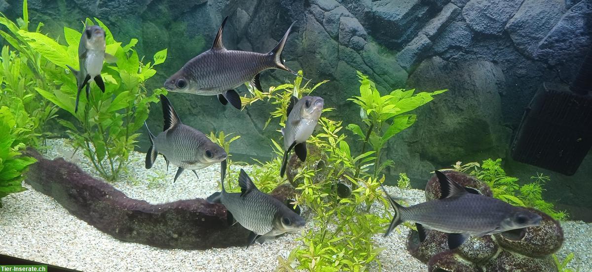 Haibarben, Balantiocheilos melanopterus, ca. 15cm Länge