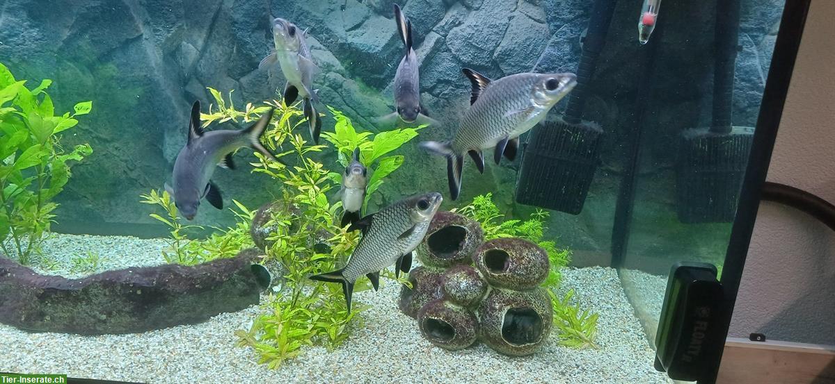 Bild 2: Haibarben, Balantiocheilos melanopterus, ca. 15cm Länge