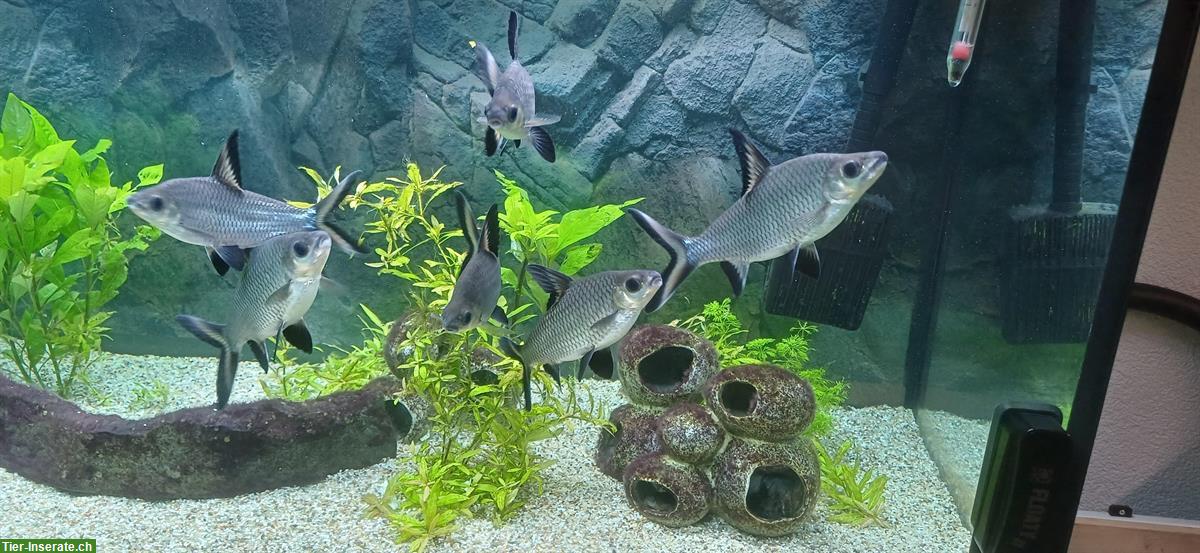 Bild 3: Haibarben, Balantiocheilos melanopterus, ca. 15cm Länge