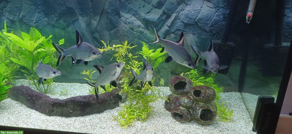 Bild 4: Haibarben, Balantiocheilos melanopterus, ca. 15cm Länge