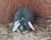 Zwergwidder Zwergkaninchen, weiblich, sucht Artgenossen