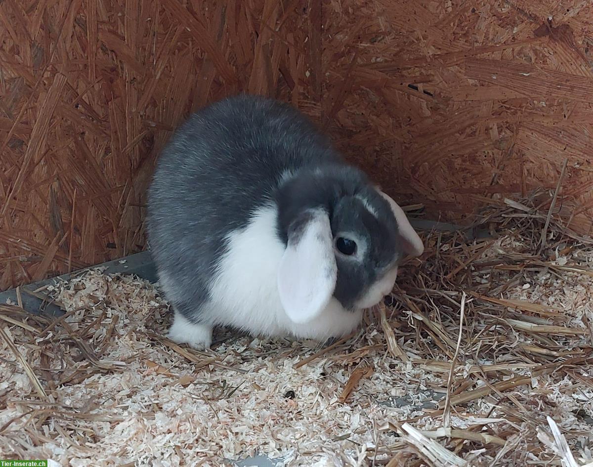 Bild 3: Zwergwidder Zwergkaninchen, weiblich, sucht Artgenossen