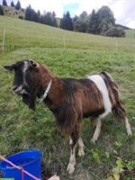 Gurtziegenbock Kreuzung zu verkaufen