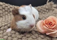 Crested Meerschweinchen Weibchen, gold-weiss