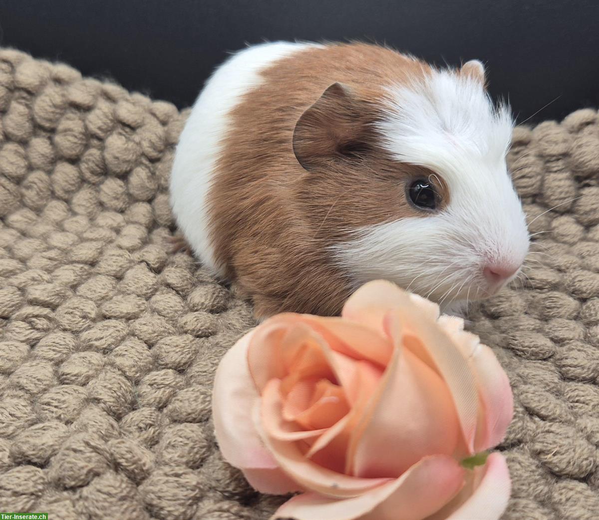 Bild 3: Crested Meerschweinchen Weibchen, gold-weiss