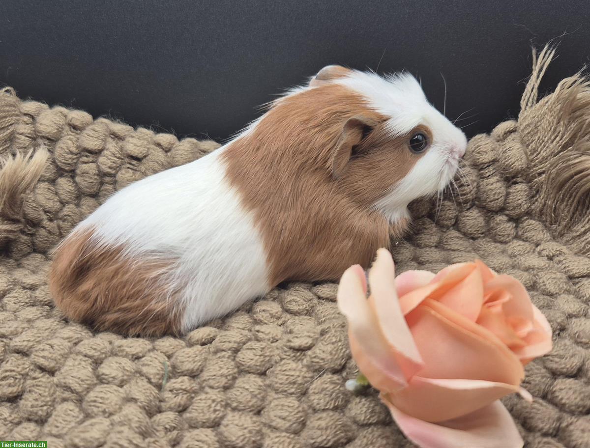 Bild 4: Crested Meerschweinchen Weibchen, gold-weiss
