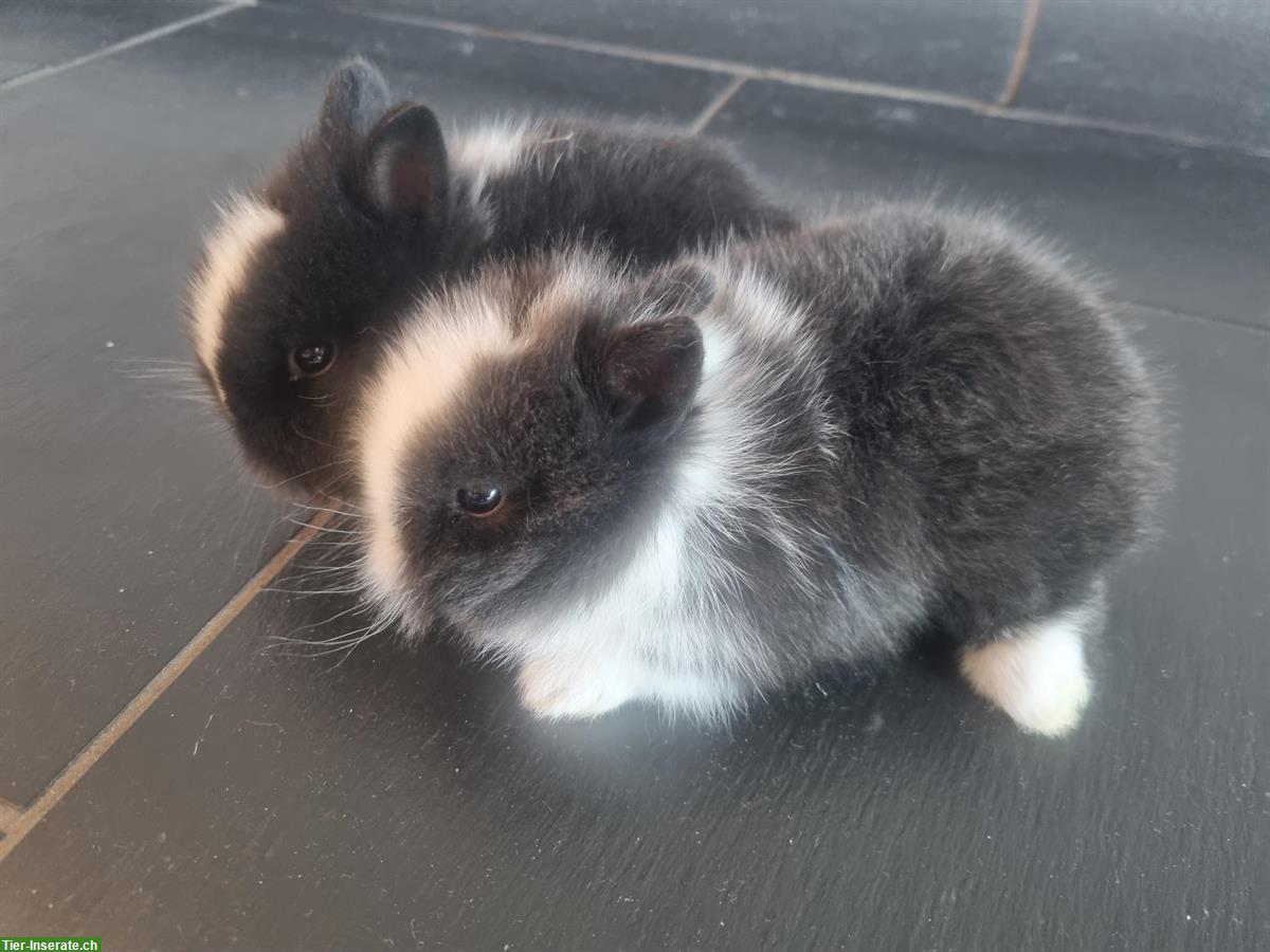 Junge Löwenkopf Zwergkaninchen, sehr zahm