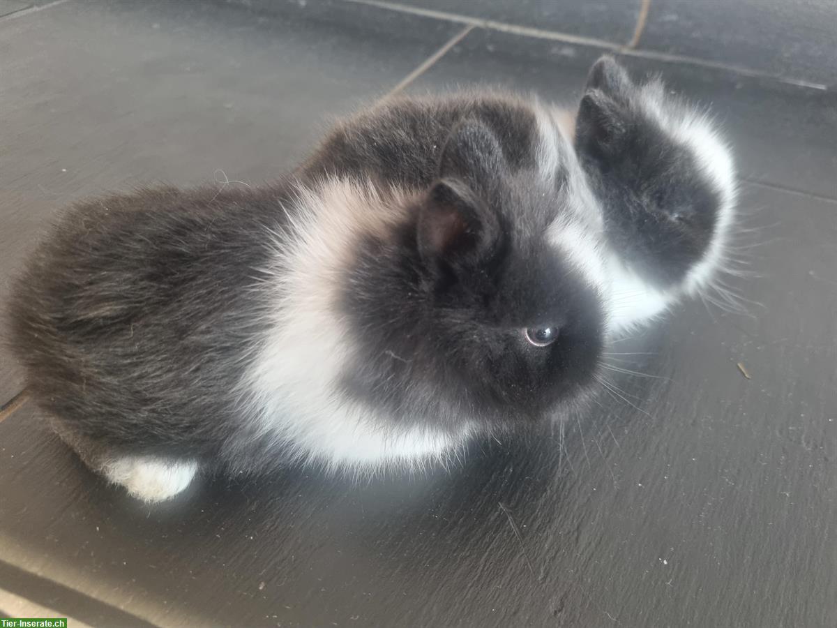 Bild 2: Junge Löwenkopf Zwergkaninchen, sehr zahm