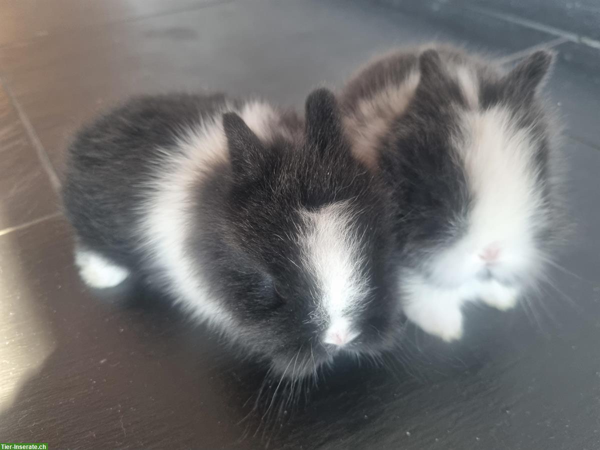 Bild 3: Junge Löwenkopf Zwergkaninchen, sehr zahm