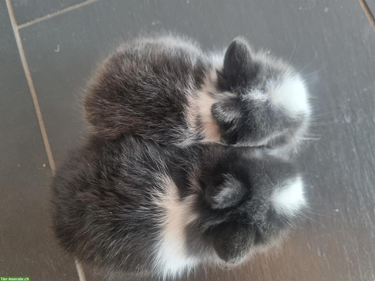 Bild 4: Junge Löwenkopf Zwergkaninchen, sehr zahm