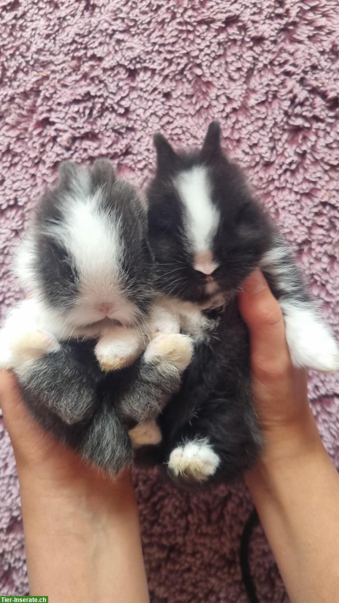 Bild 5: Junge Löwenkopf Zwergkaninchen, sehr zahm