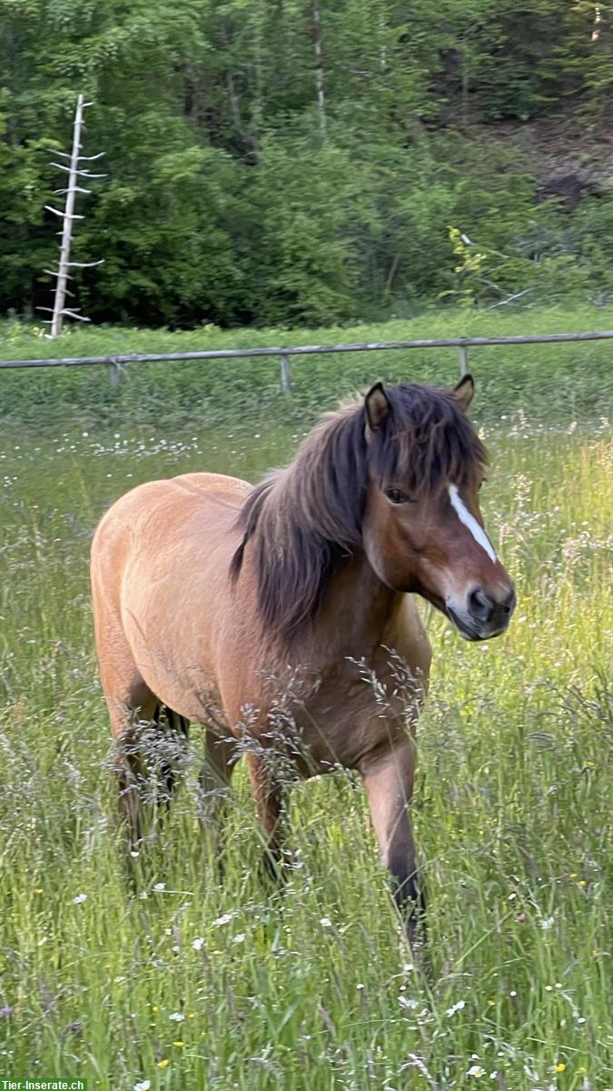 Deutscher Islandpferd Wallach, 10-jährig, wunderhübsch