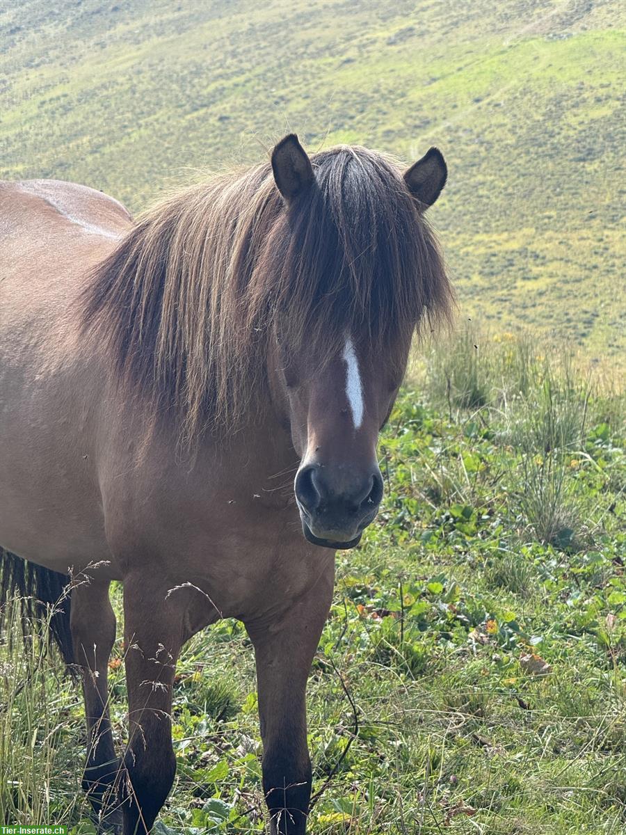 Bild 2: Deutscher Islandpferd Wallach, 10-jährig, wunderhübsch