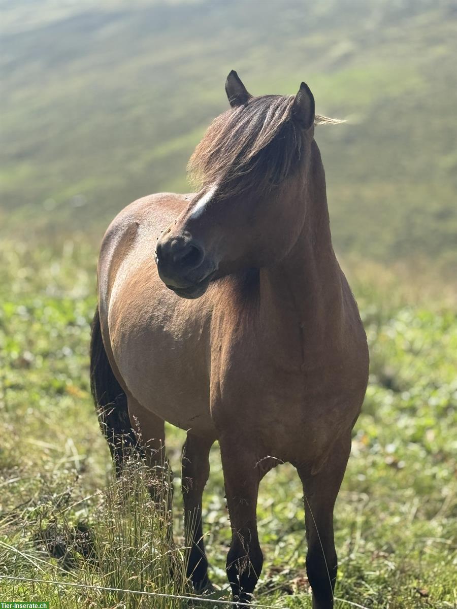 Bild 3: Deutscher Islandpferd Wallach, 10-jährig, wunderhübsch
