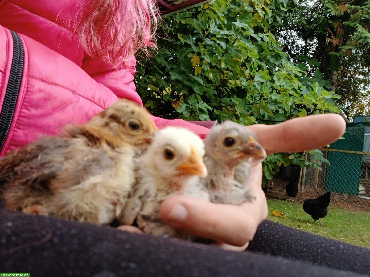 Zwerg-Seidenhuhn x Serama Mix Küken