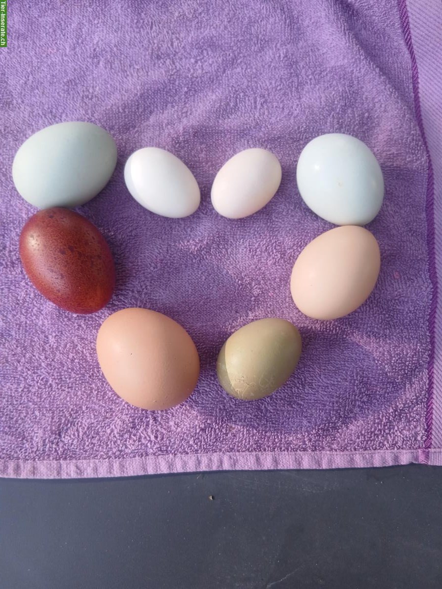 Bild 10: Zwerg-Seidenhuhn x Serama Mix Küken