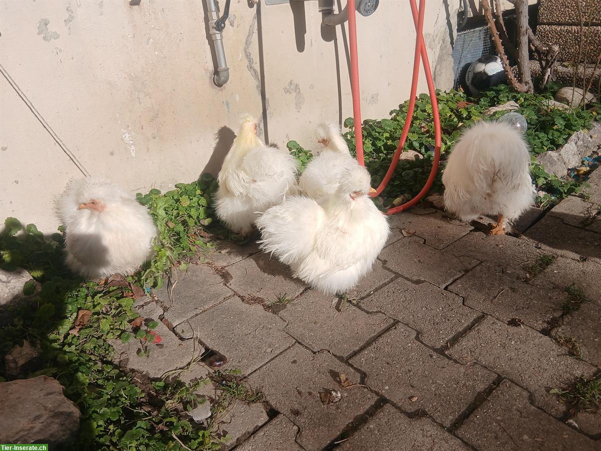 Bild 2: Zwerg-Seidenhuhn x Serama Mix Küken