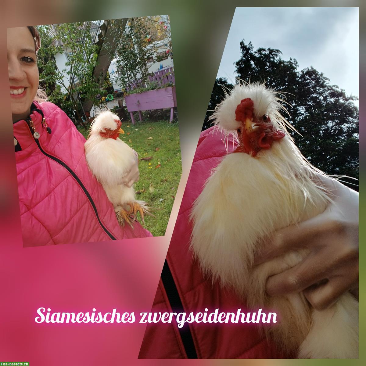 Bild 3: Zwerg-Seidenhuhn x Serama Mix Küken