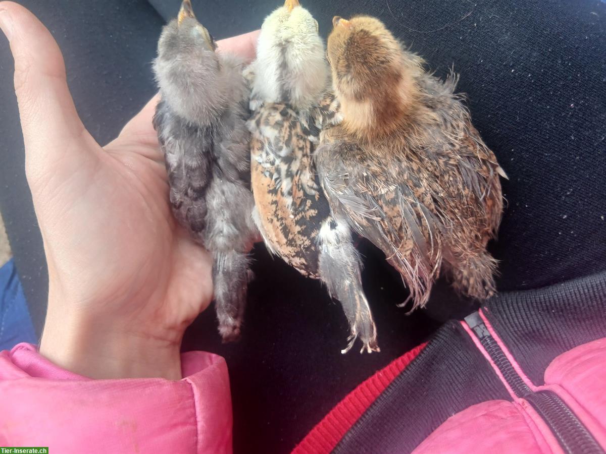 Bild 4: Zwerg-Seidenhuhn x Serama Mix Küken