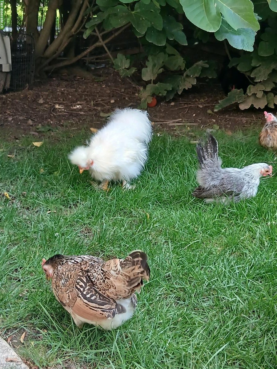 Bild 5: Zwerg-Seidenhuhn x Serama Mix Küken