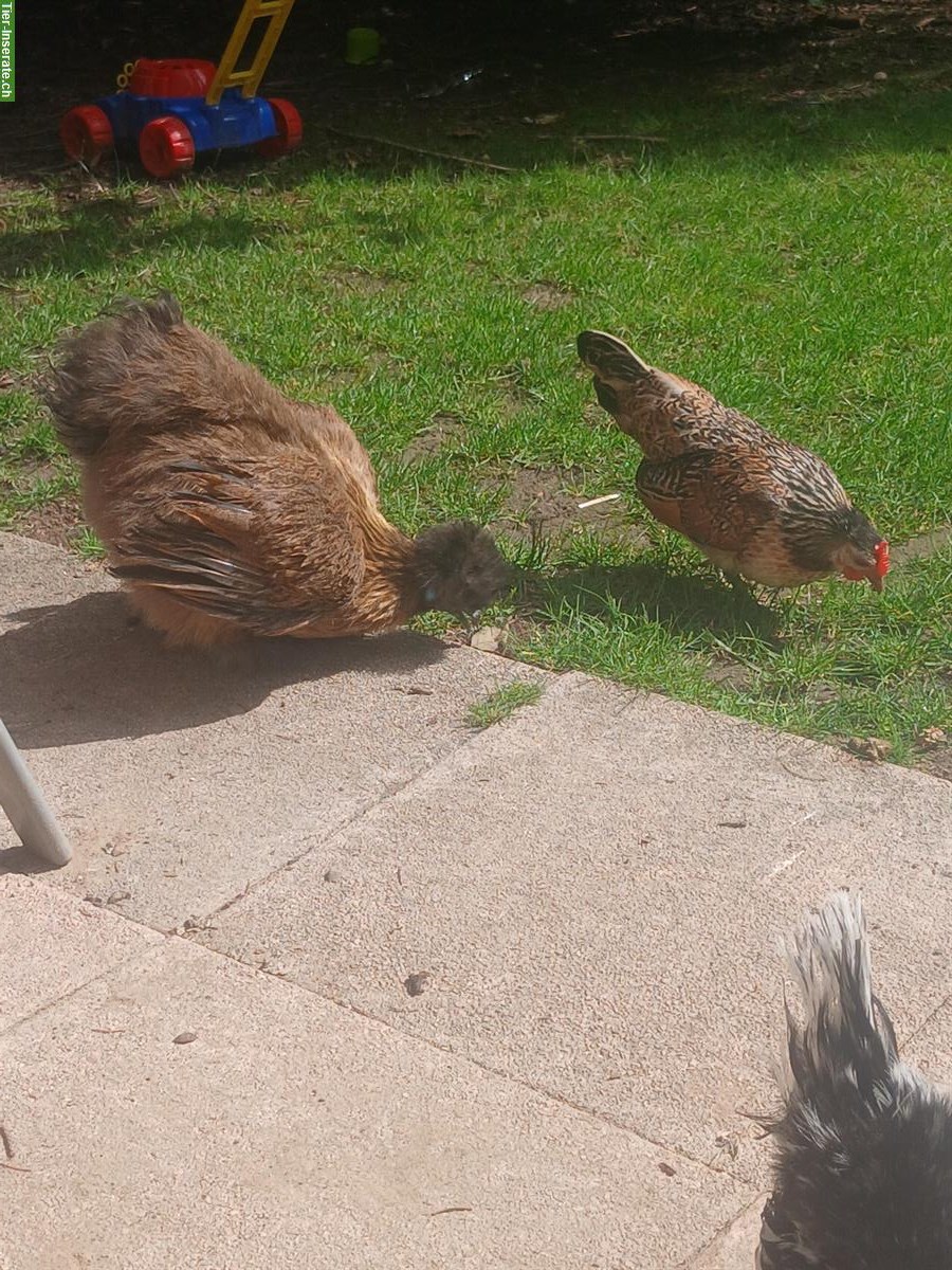 Bild 6: Zwerg-Seidenhuhn x Serama Mix Küken