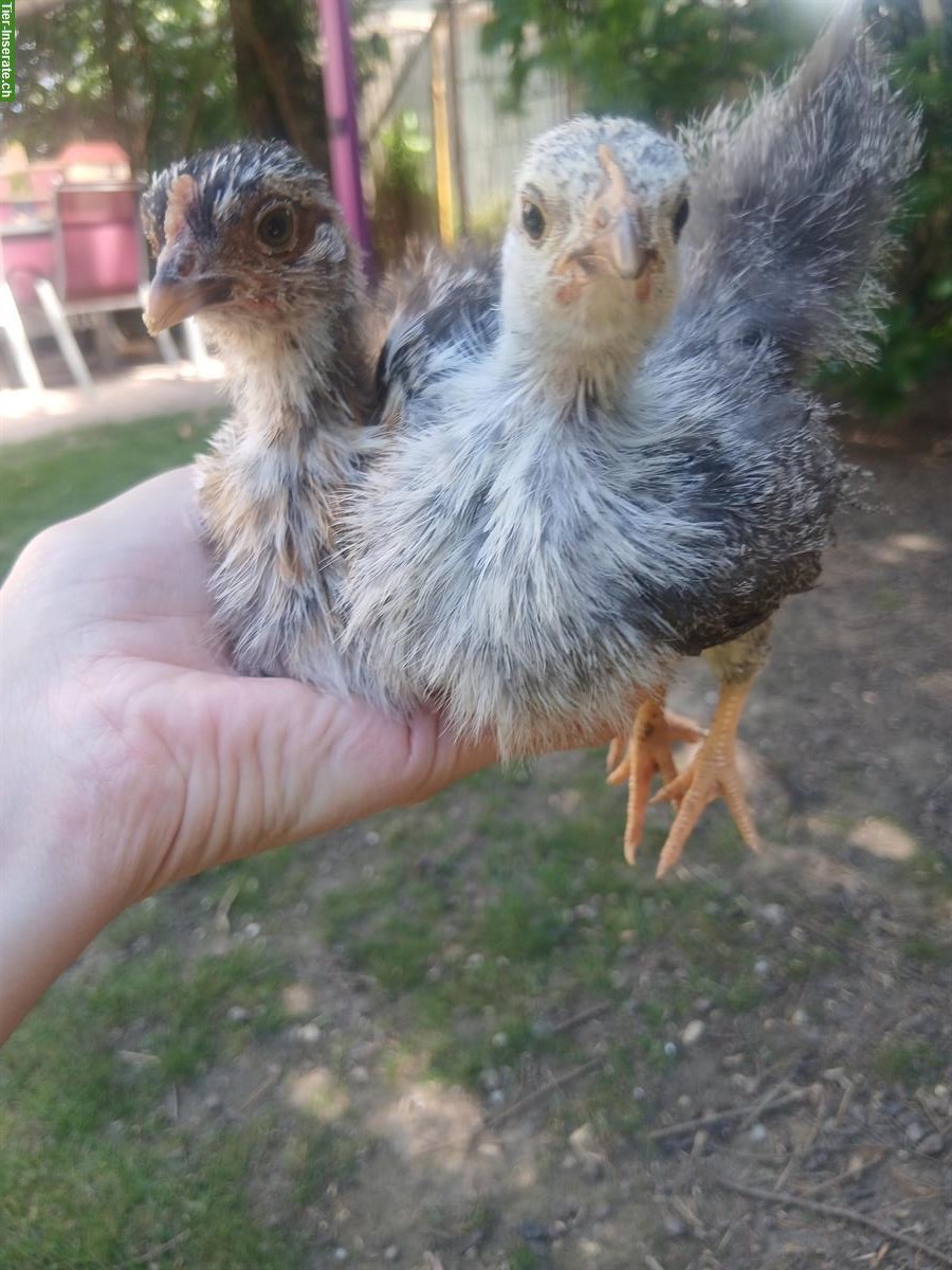 Bild 7: Zwerg-Seidenhuhn x Serama Mix Küken