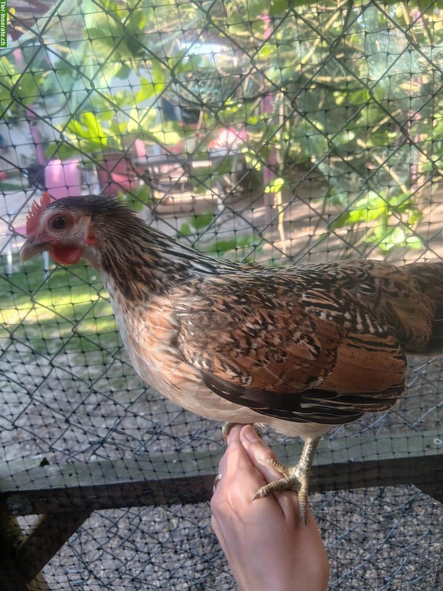 Bild 8: Zwerg-Seidenhuhn x Serama Mix Küken