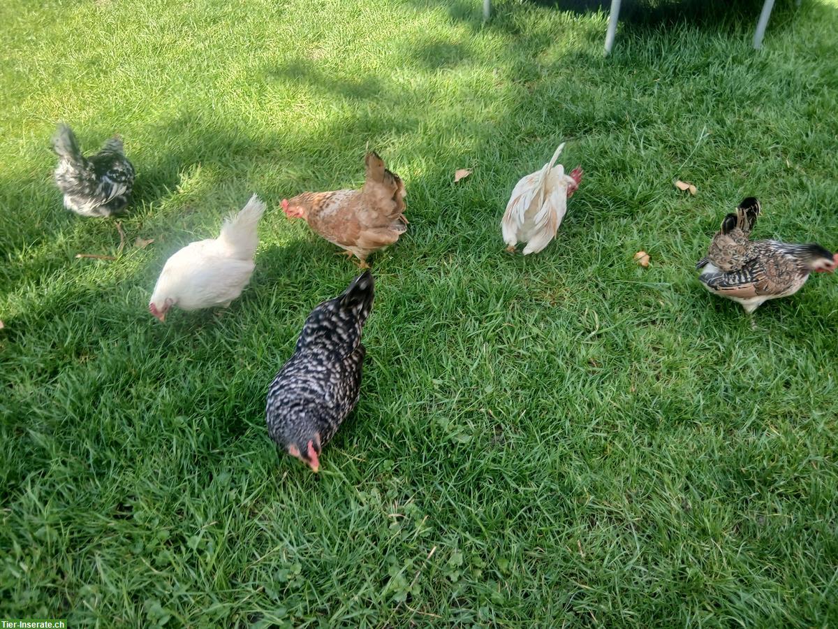 Bild 9: Zwerg-Seidenhuhn x Serama Mix Küken