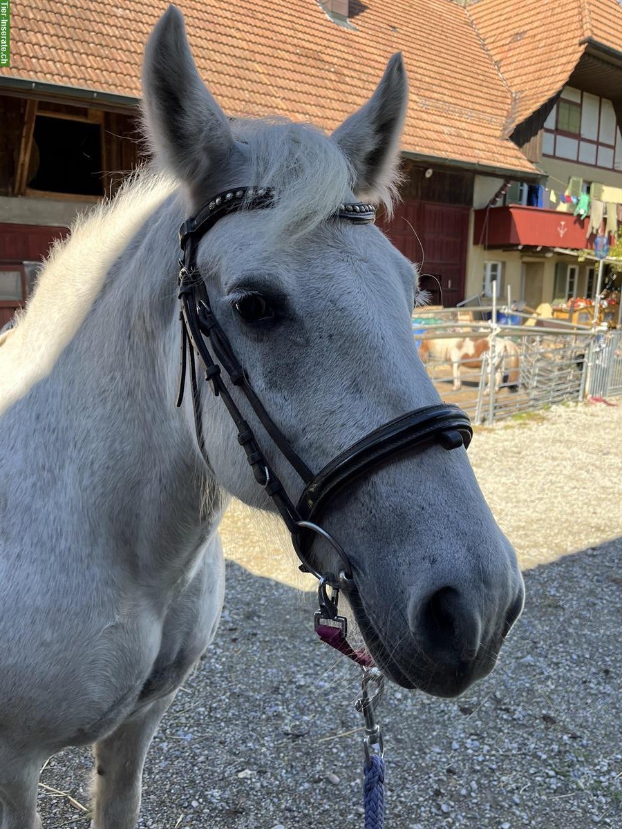 Fellpony Stute, geritten und gefahren, Therapiepony