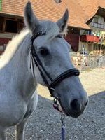 Fellpony Stute, geritten und gefahren, Therapiepony