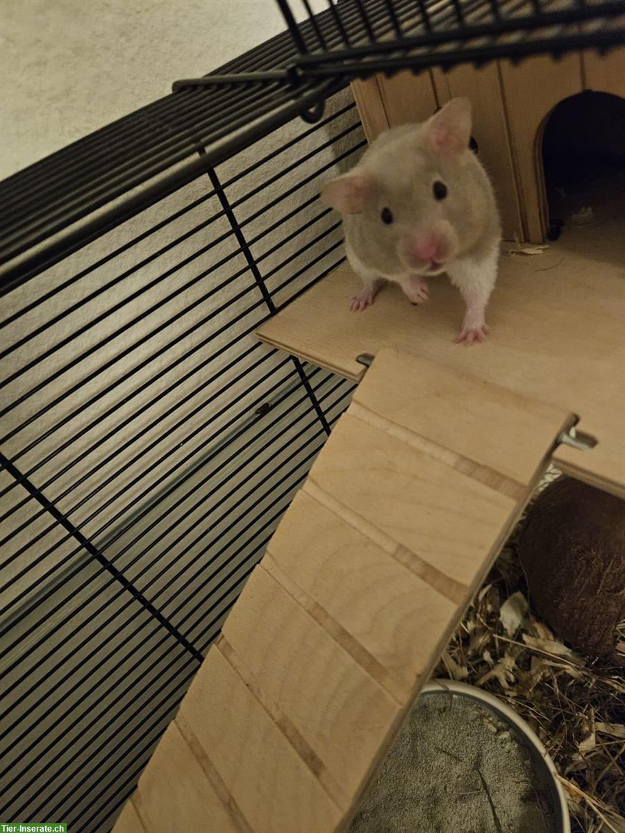 Junger Goldhamster mit kompletter Ausstattung