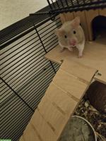 Junger Goldhamster mit kompletter Ausstattung