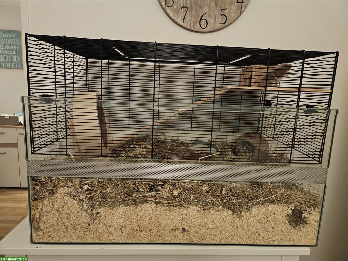 Bild 2: Junger Goldhamster mit kompletter Ausstattung