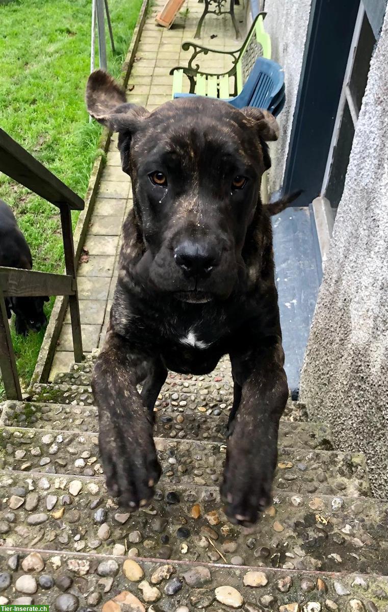 Presa Canario x Cane Corso Mischling Rüde