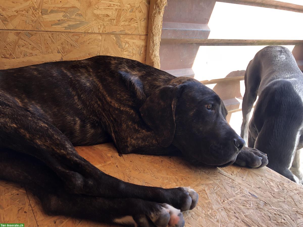 Bild 2: Presa Canario x Cane Corso Mischling Rüde