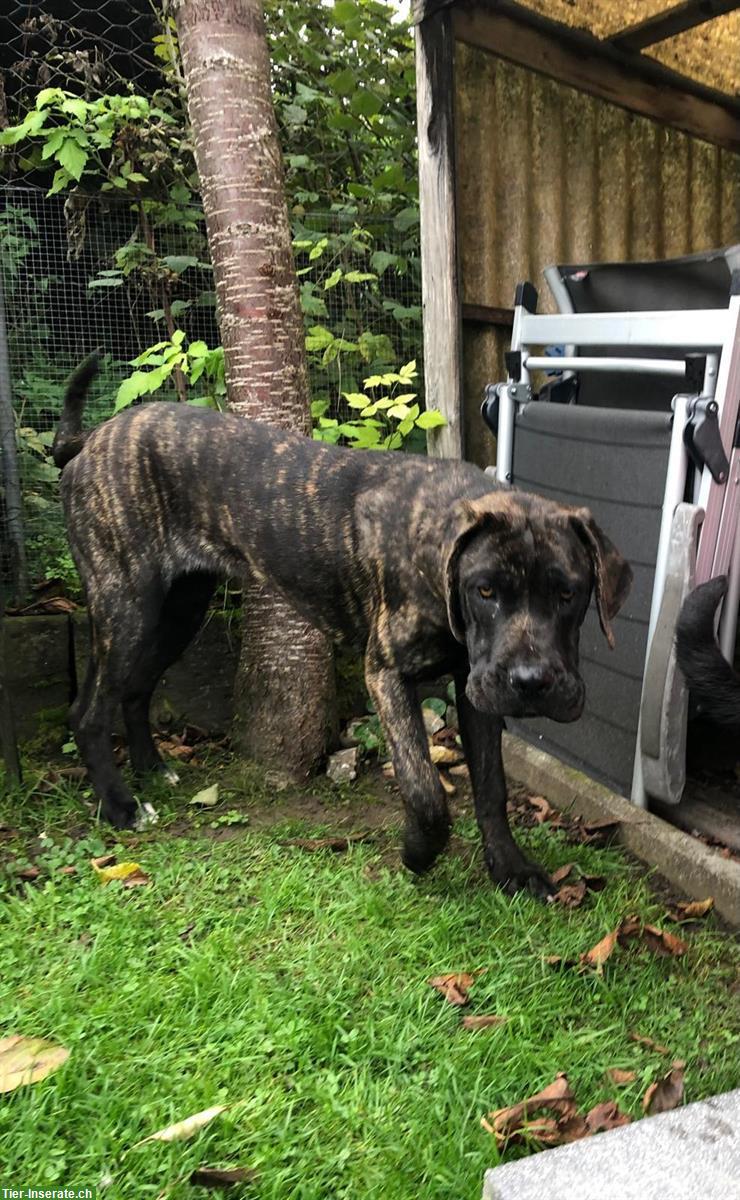 Bild 3: Presa Canario x Cane Corso Mischling Rüde