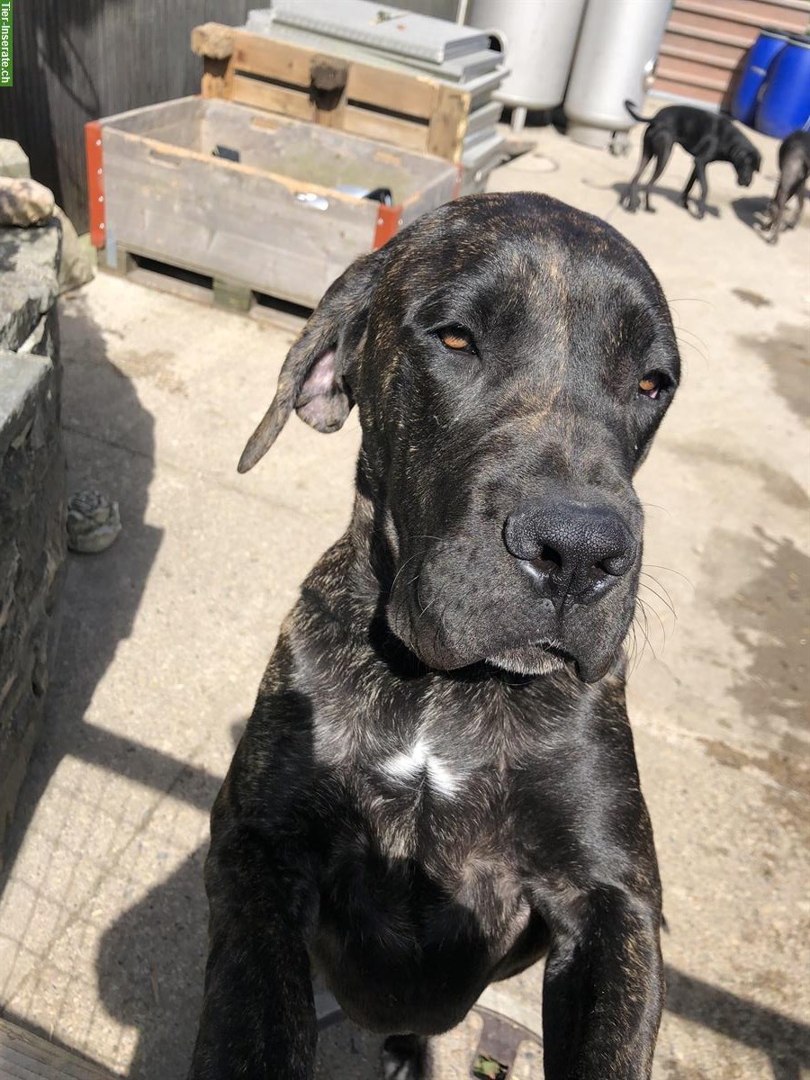Bild 4: Presa Canario x Cane Corso Mischling Rüde