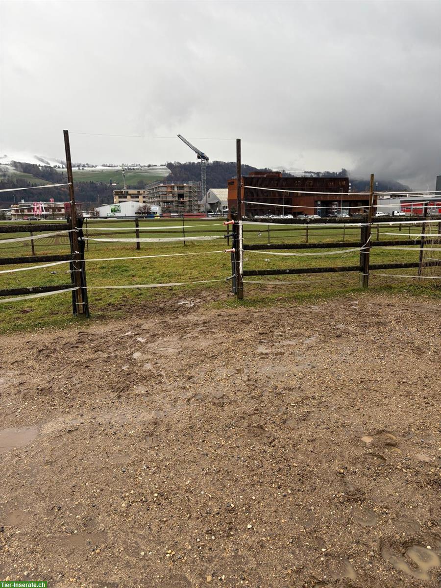 Pferdeboxe in Münsingen BE zu vermieten
