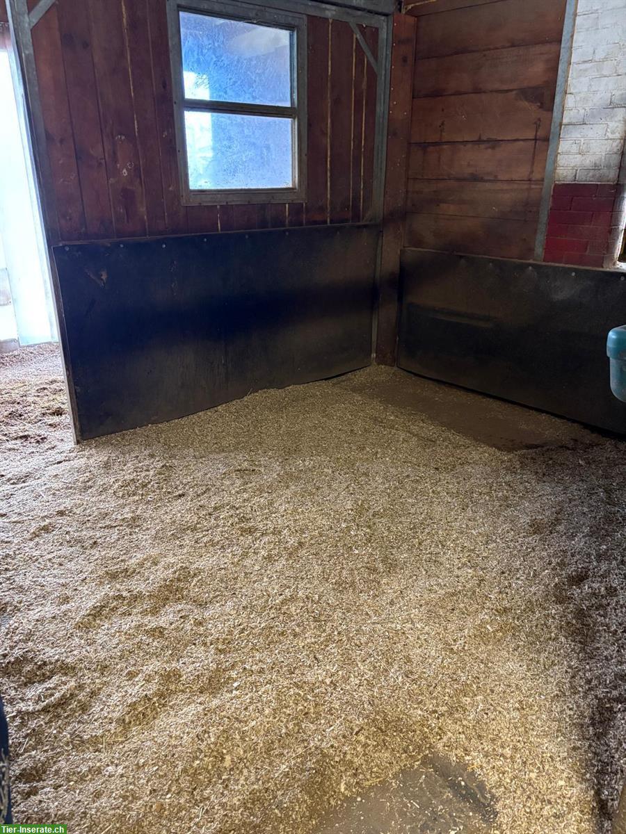 Bild 2: Pferdeboxe in Münsingen BE zu vermieten