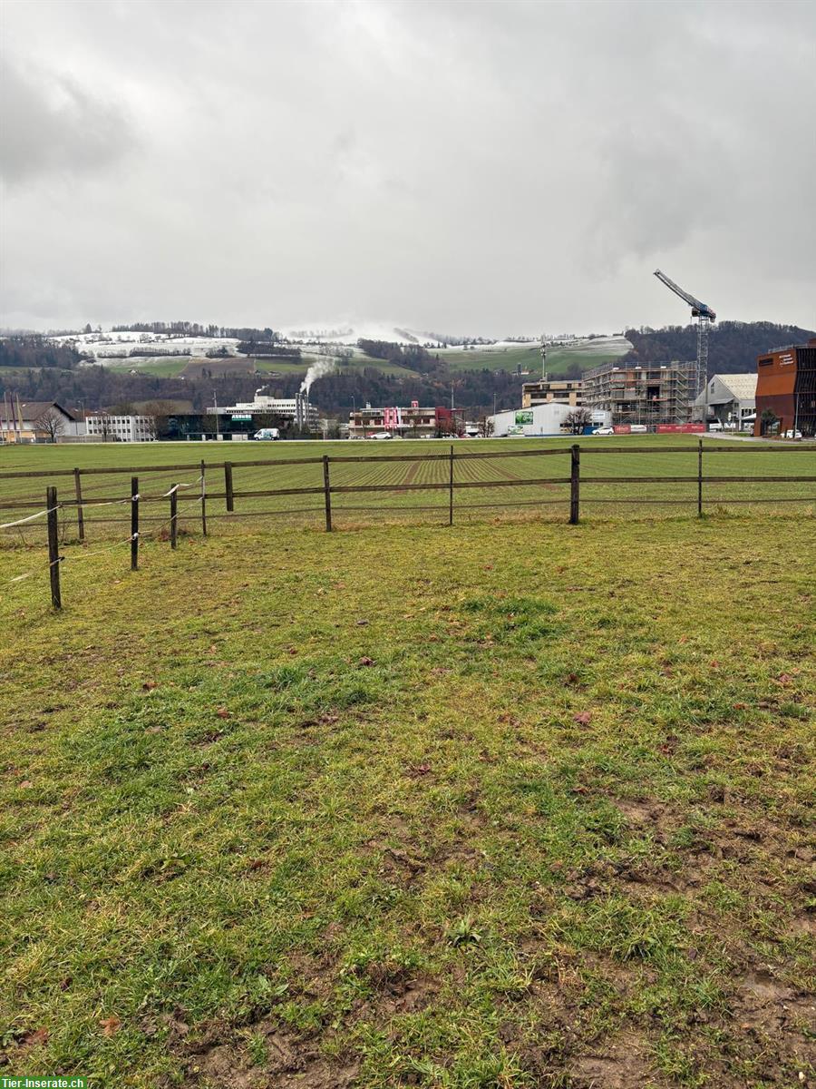 Bild 3: Pferdeboxe in Münsingen BE zu vermieten