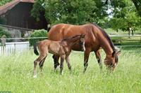 Stallhilfe Job im Pferdestall am Samstagmorgen, Region Bern