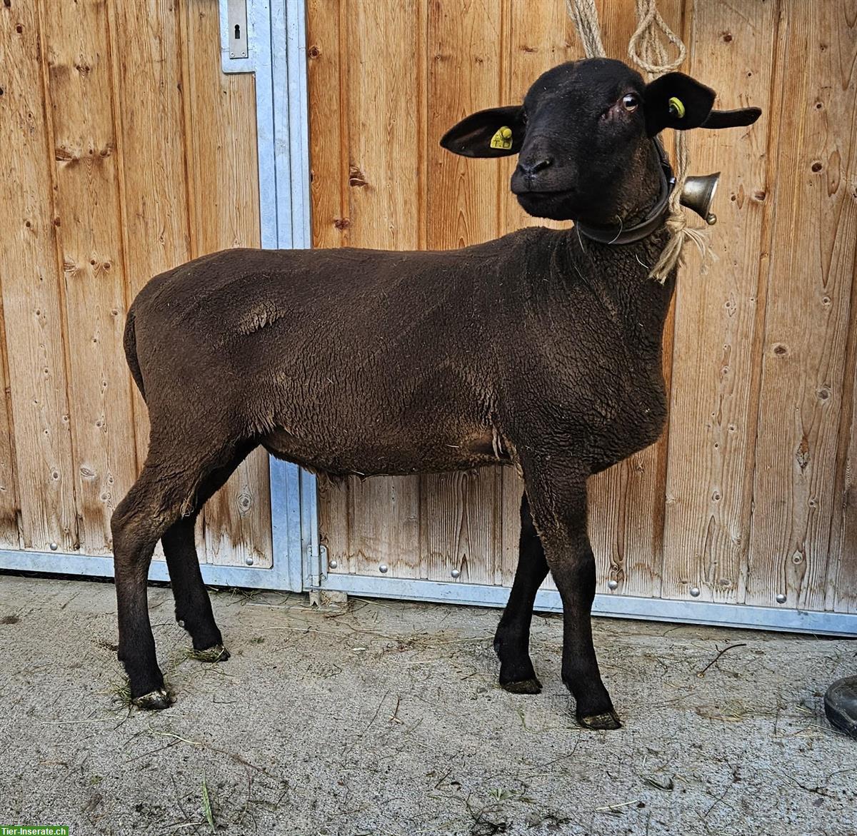 2 junge Widder / Schafböcke zu verkaufen