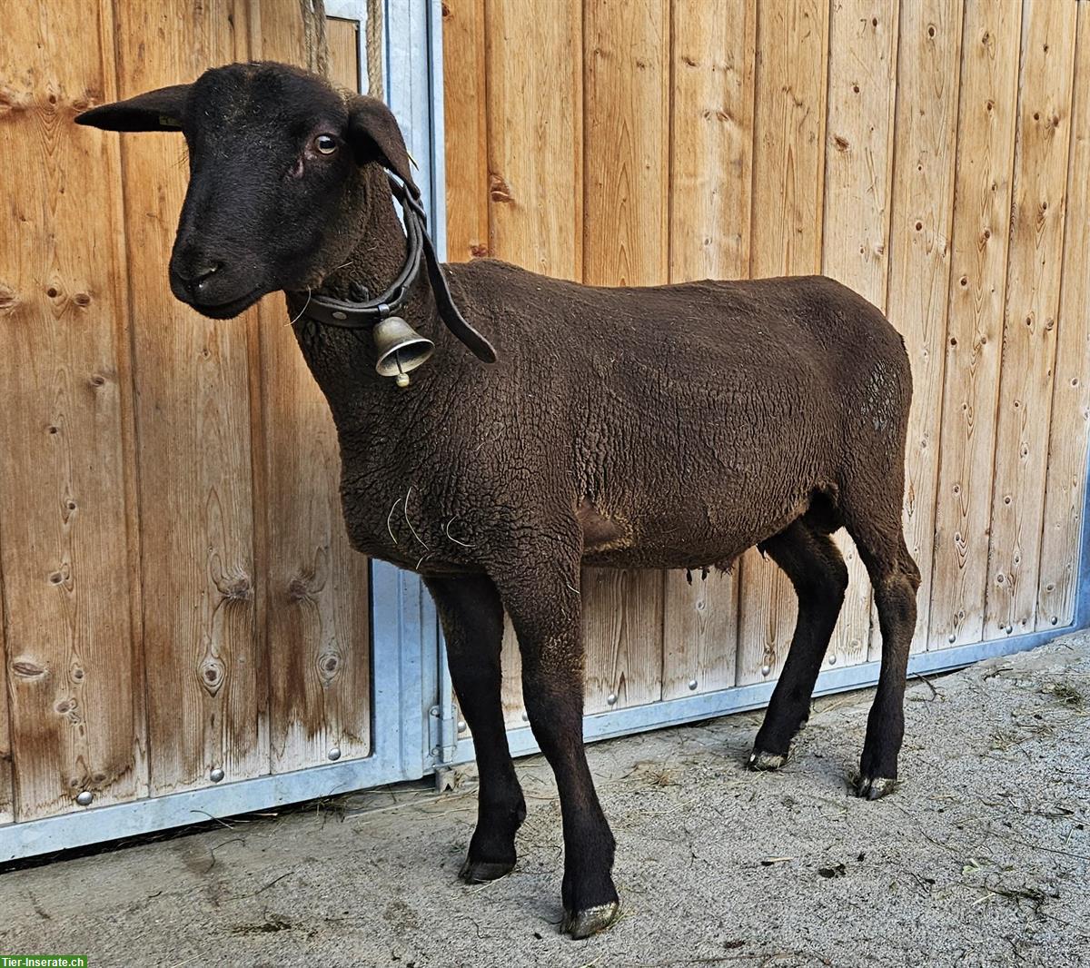 Bild 2: 2 junge Widder / Schafböcke zu verkaufen