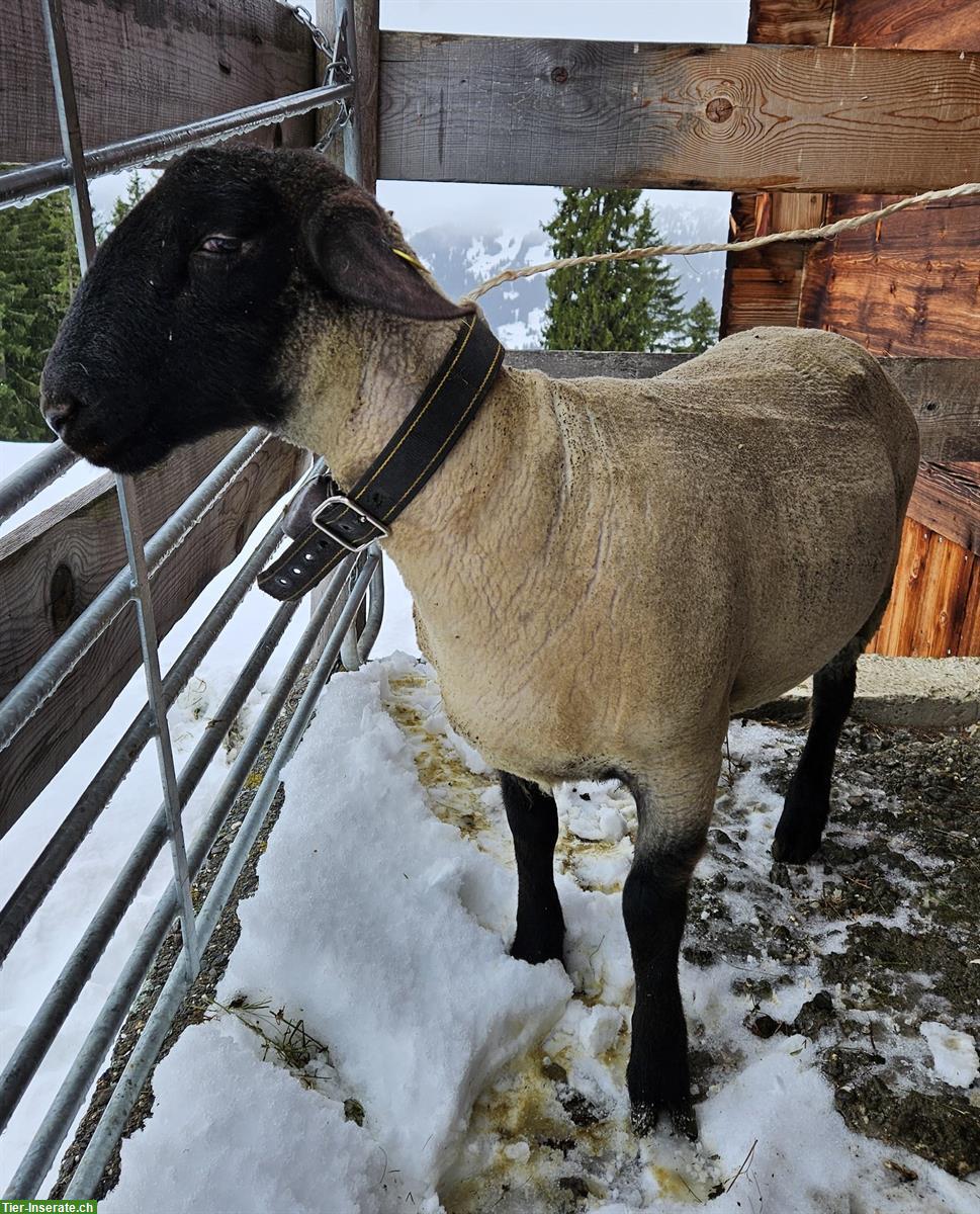Bild 3: 2 junge Widder / Schafböcke zu verkaufen