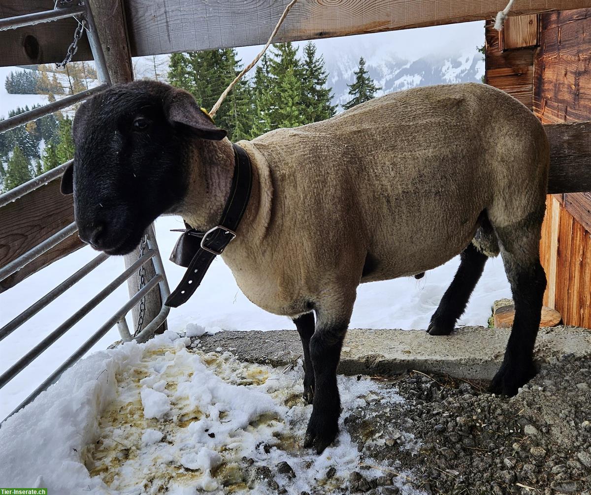 Bild 4: 2 junge Widder / Schafböcke zu verkaufen