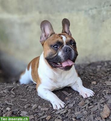 5-jährige Französische Bulldogge, männlich, verspielt & lieb