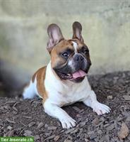 5-jährige Französische Bulldogge, männlich, verspielt & lieb