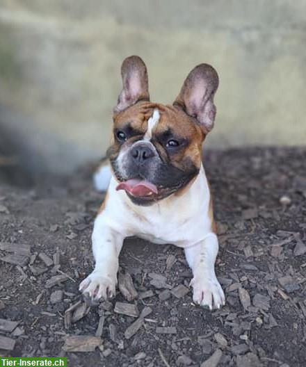 Bild 2: 5-jährige Französische Bulldogge, männlich, verspielt & lieb